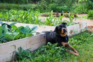 Cães podem comer rabanetes?