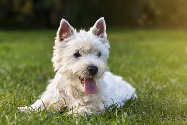 O que são essas manchas pretas na língua de um cachorro, afinal?