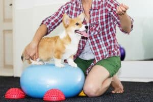 Cachorro pode comer algas marinhas?