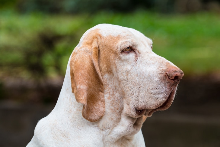 Como saber a idade do seu cão