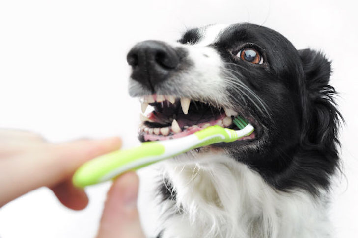 Etapas da escovação de dentes para deixar os dentes do cachorro deslumbrantes