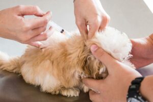 Vacinas para o seu cão: o resultado