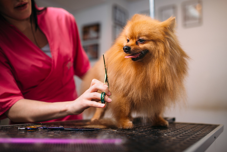 Meu cachorro tem pelo ou pelo?