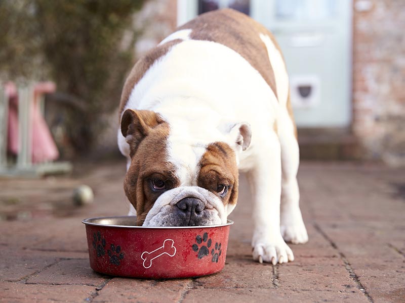 FDA emite alerta de Salmonella para ração crua congelada para cães de alto desempenho