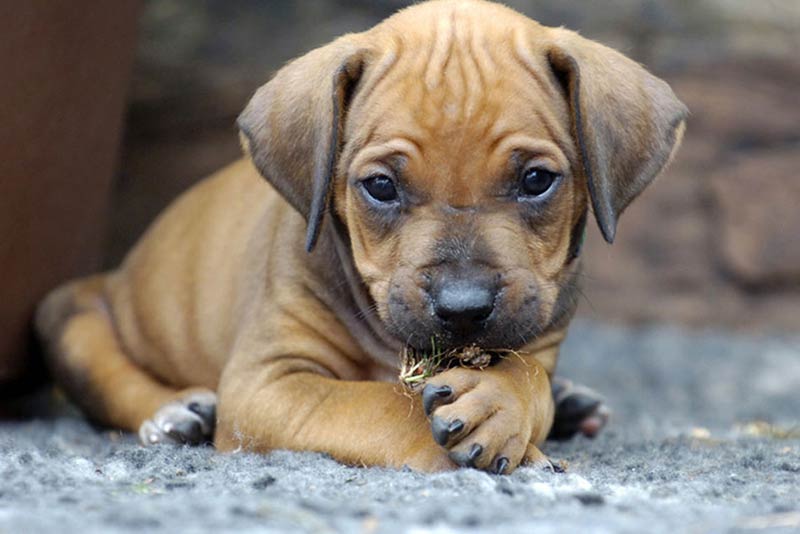 Primeiros socorros para queimaduras de cachorro