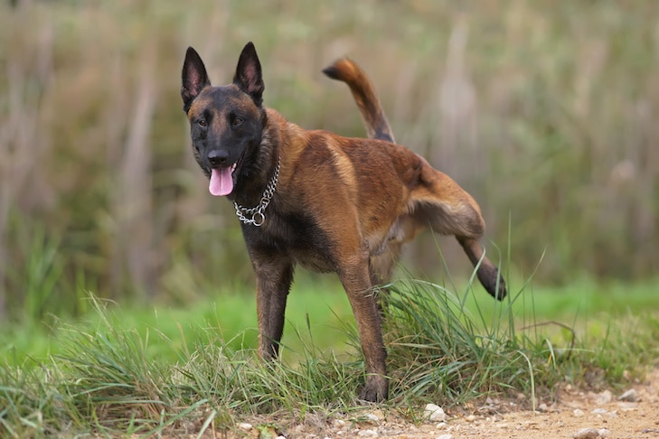 Frequência urinária em cães: o que saber