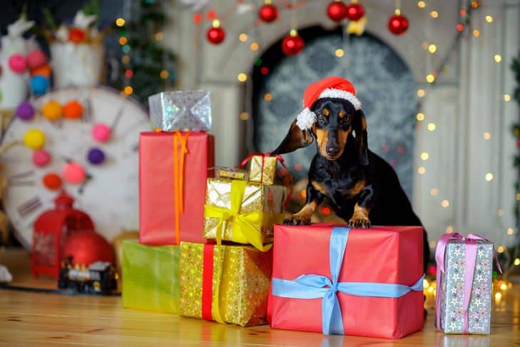 Segurança de férias para cães