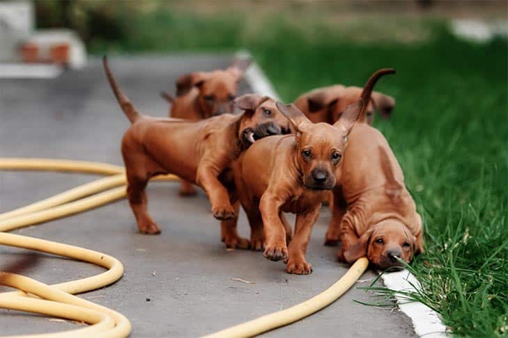 Descontos de seguro para animais de estimação para criadores: oferecendo um benefício de alto valor a um custo baixo