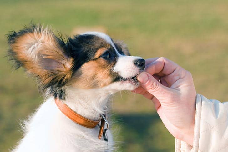 Cachorros podem comer tofu?  – American Kennel Clube