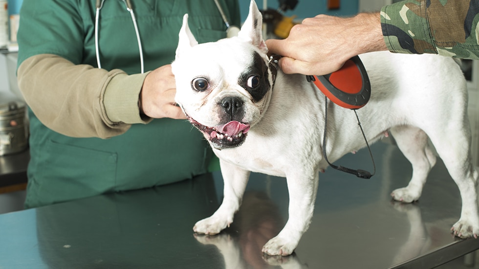 Gripe canina: altamente contagiosa