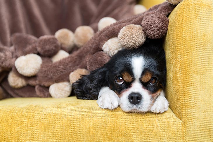 Os cães têm dores de cabeça?