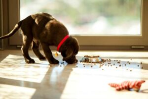 Os cães podem comer toranja?  – American Kennel Clube