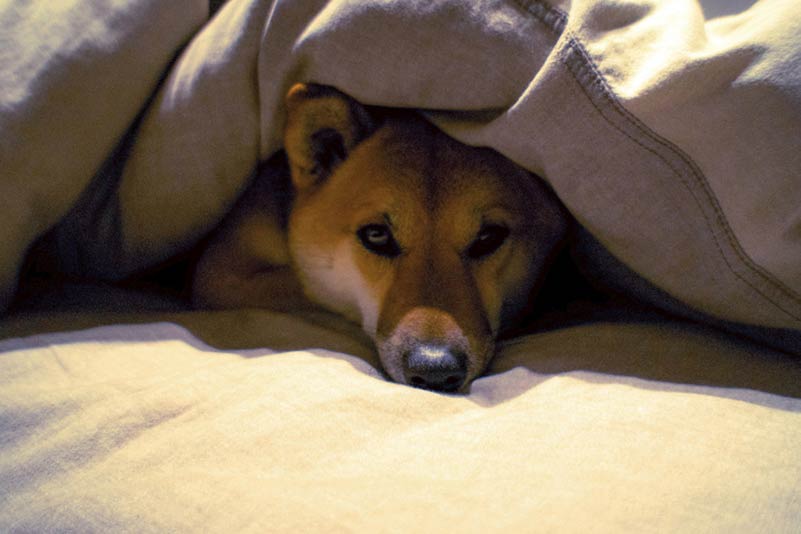 Anticongelante: um assassino de cães de sabor doce