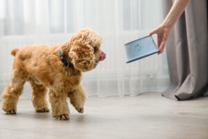 Conversão de ração: como trocar a comida do seu cachorro – The Dog Blog