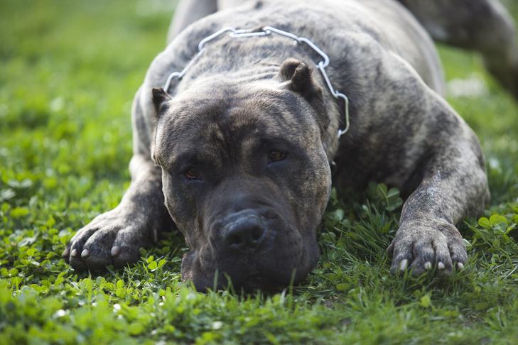 Letargia em cães: o que você precisa saber