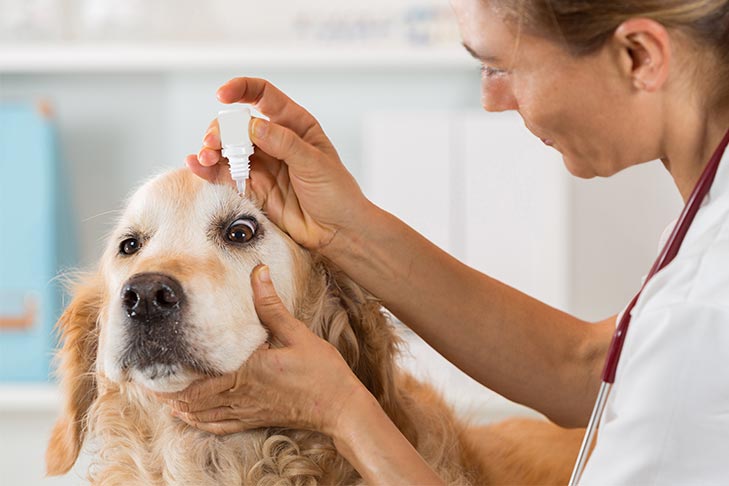 Como dar colírios ao seu cachorro