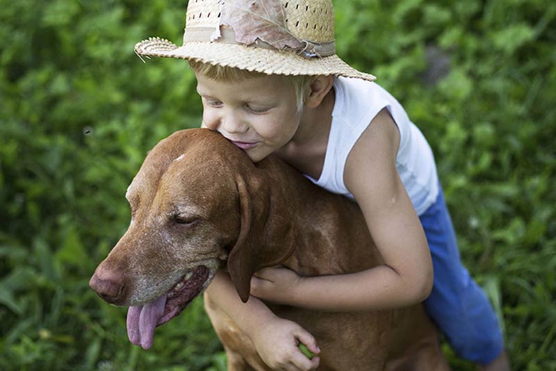 Tratamento dietético para demência canina: o que pensar?