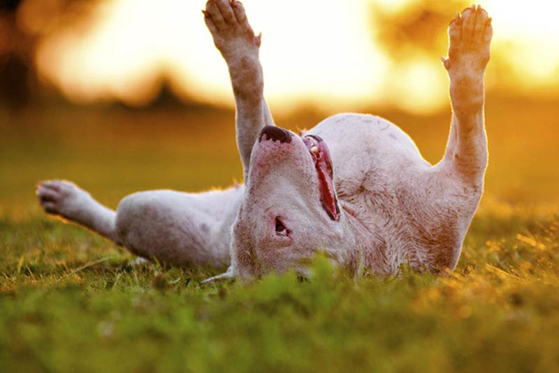 Cachorros-quentes são guloseimas, cachorros-quentes estão em risco