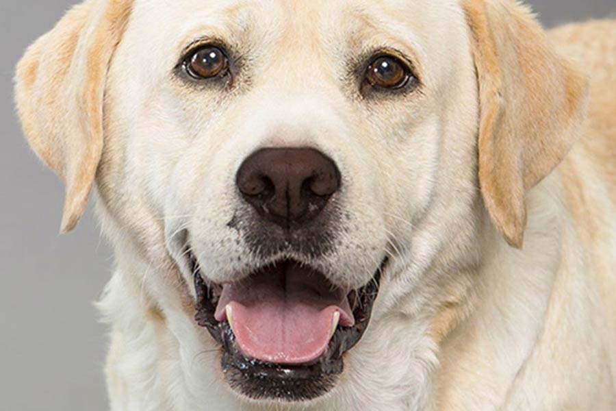 Tratamentos naturais para seu cão enjoado