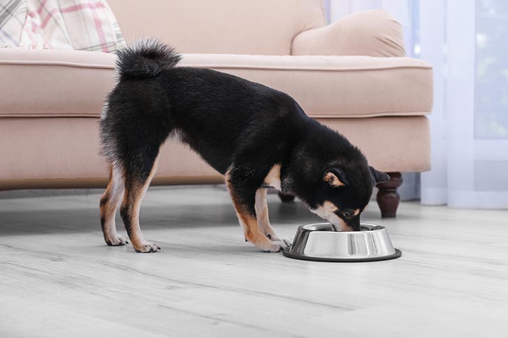 Mudança de dieta para o estômago sensível do cão