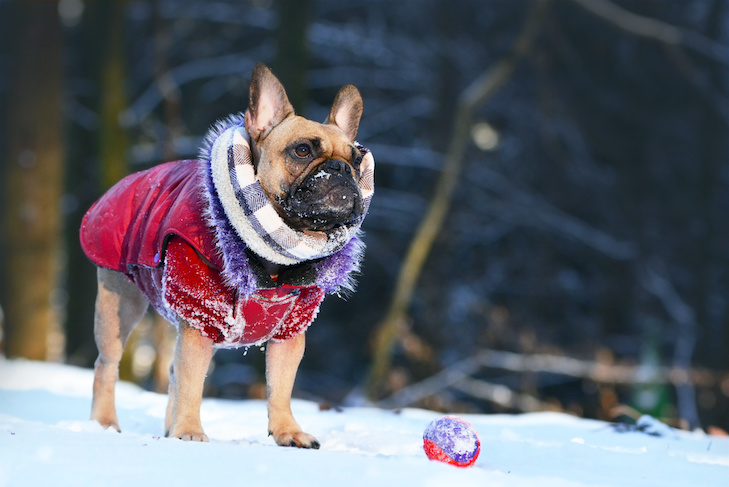 8 maneiras de manter seu cão aquecido e seguro neste inverno