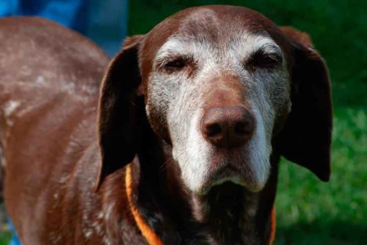 7 maneiras de manter a luz na vida do seu cão cego