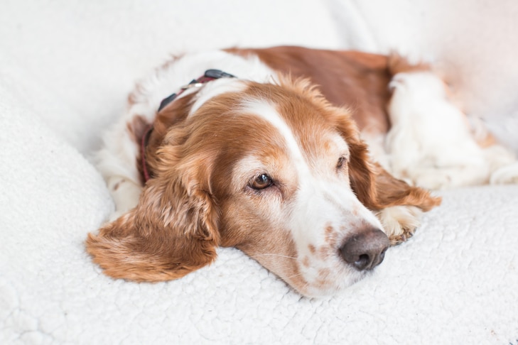 Os cães podem ter infecções na garganta?