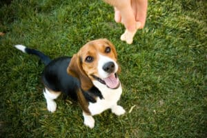 Como ajudar seu cão a perder peso – American Kennel Club