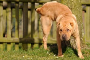 Incontinência em cães: por que meu cachorro treinado faz xixi dentro de casa?