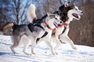 7 raças de cachorros que adoram o frio