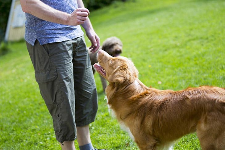 Como criar um plano de condicionamento físico para seu cão