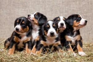 Envie os compradores para casa com tudo o que precisam em pastas de cachorro AKC modernizadas – American Kennel Club