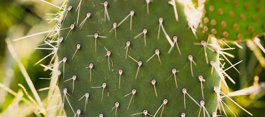 Os gatos podem comer Nopales: é perigoso?