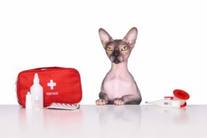 Você está preparado para uma emergência de animais de estimação?