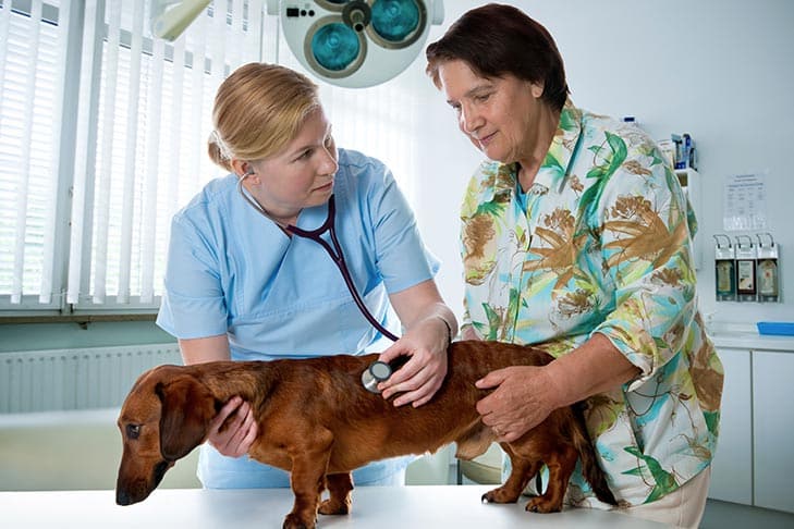 Desparasitação de cães: o que você precisa saber