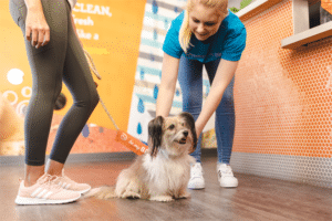 A creche para cães é a escolha certa para o seu cachorro?