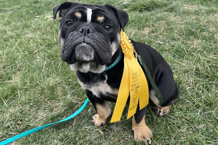 'Chick' the Bulldog é uma ameaça tripla para esportes caninos