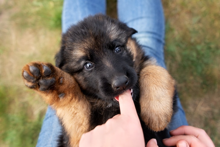 O que são garras de orvalho para cães?