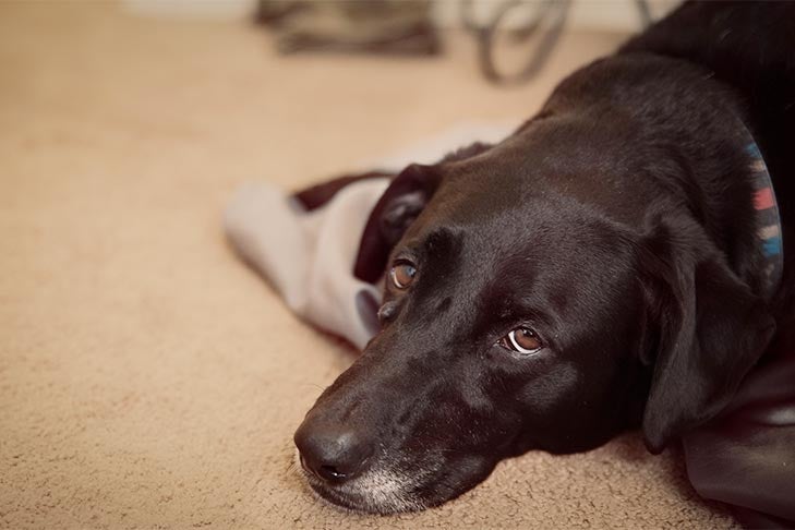 O que você precisa saber sobre bronquite canina