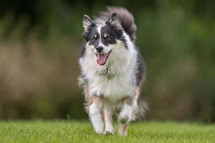 Tudo o que você precisa saber sobre a febre maculosa das Montanhas Rochosas em cães