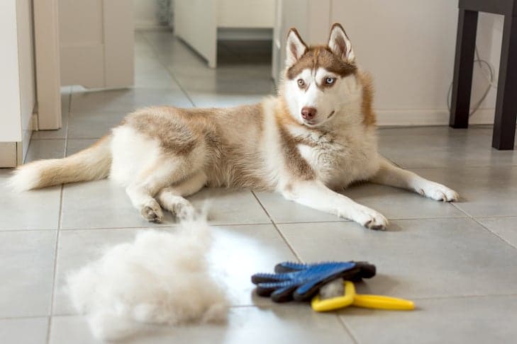 Dicas de cuidados de verão para manter os cães frescos