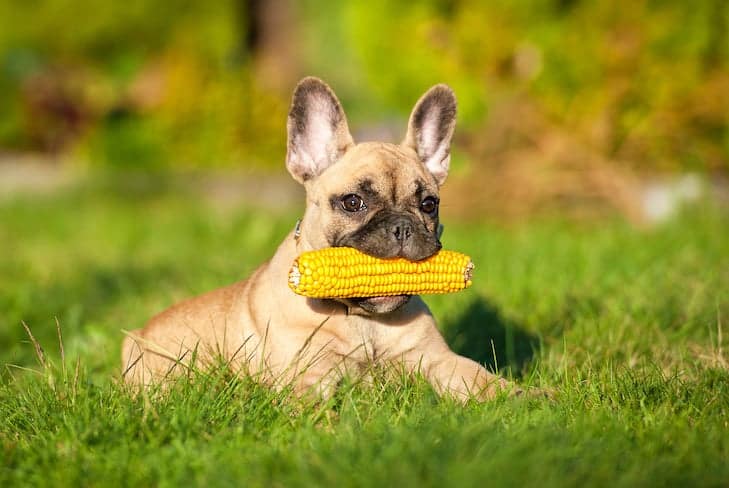 Remédios caseiros para cães