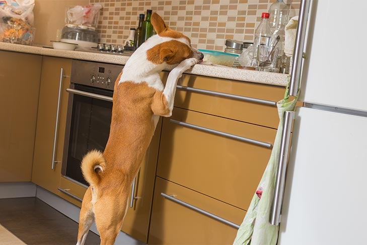 Como fazer seu cachorro parar de fazer contra-surf