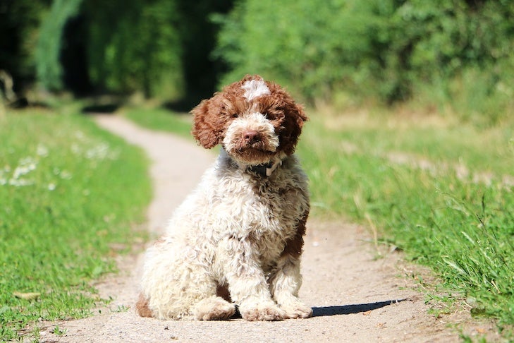 Dicas para manter seu cão seguro neste verão