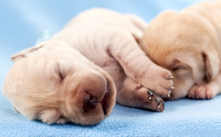 Herpesvírus canino: causas, sintomas e tratamentos