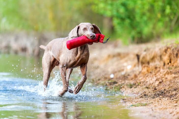 Seu cão agora pode ganhar títulos AKC Fit Dog – veja como