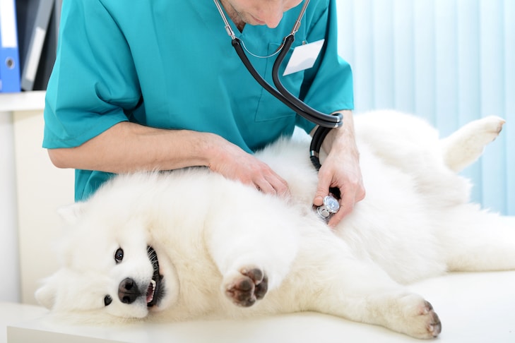 Vômito em cães versus regurgitação: tudo o que você precisa saber