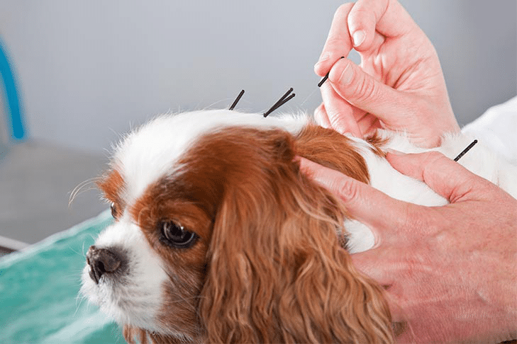 Acupuntura para cães: o que saber