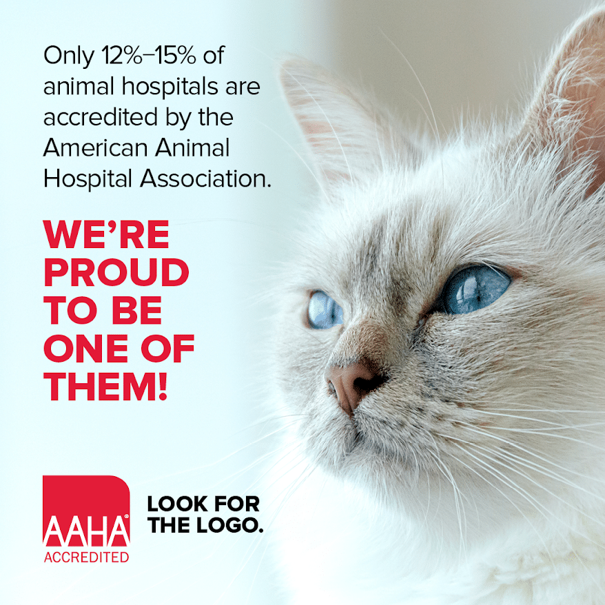 O que significa ser credenciado pela AAHA (e sem medo e amigo dos gatos também!)