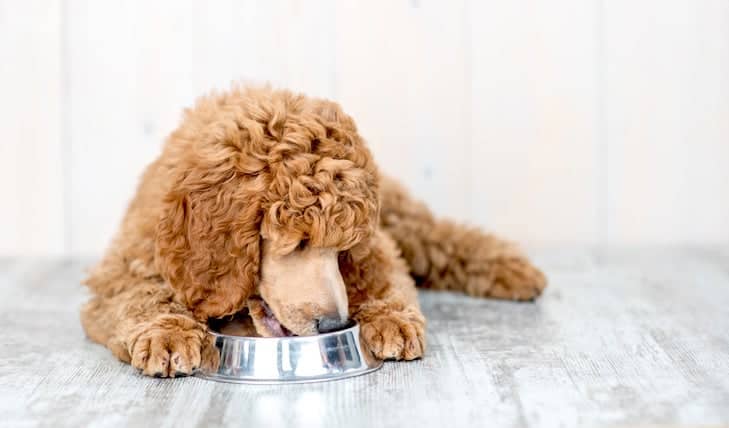 Cardiomiopatia dilatada associada à dieta: mais perto de resolver o mistério?